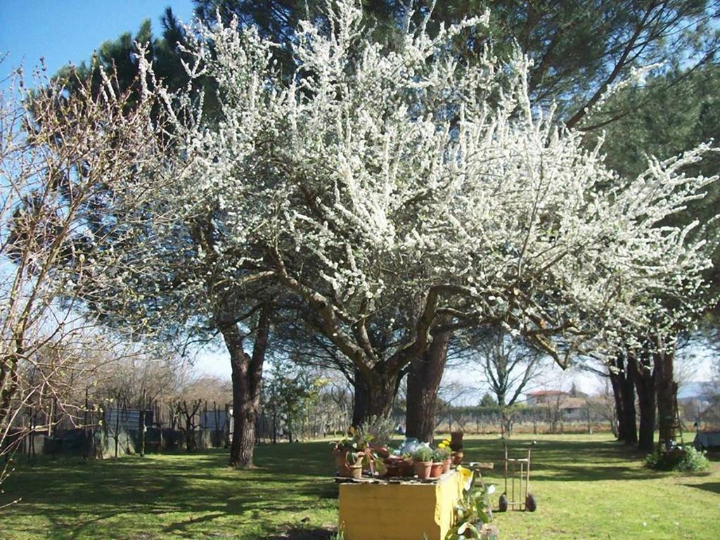 Campo Alle Monache ブーチネ エクステリア 写真